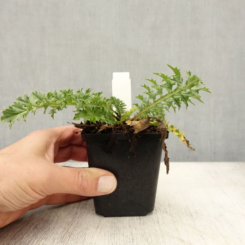 Example of Carlina acaulis ssp. simplex Bronze - Carline des Alpes Godet de 8/9 cm as you get in automne