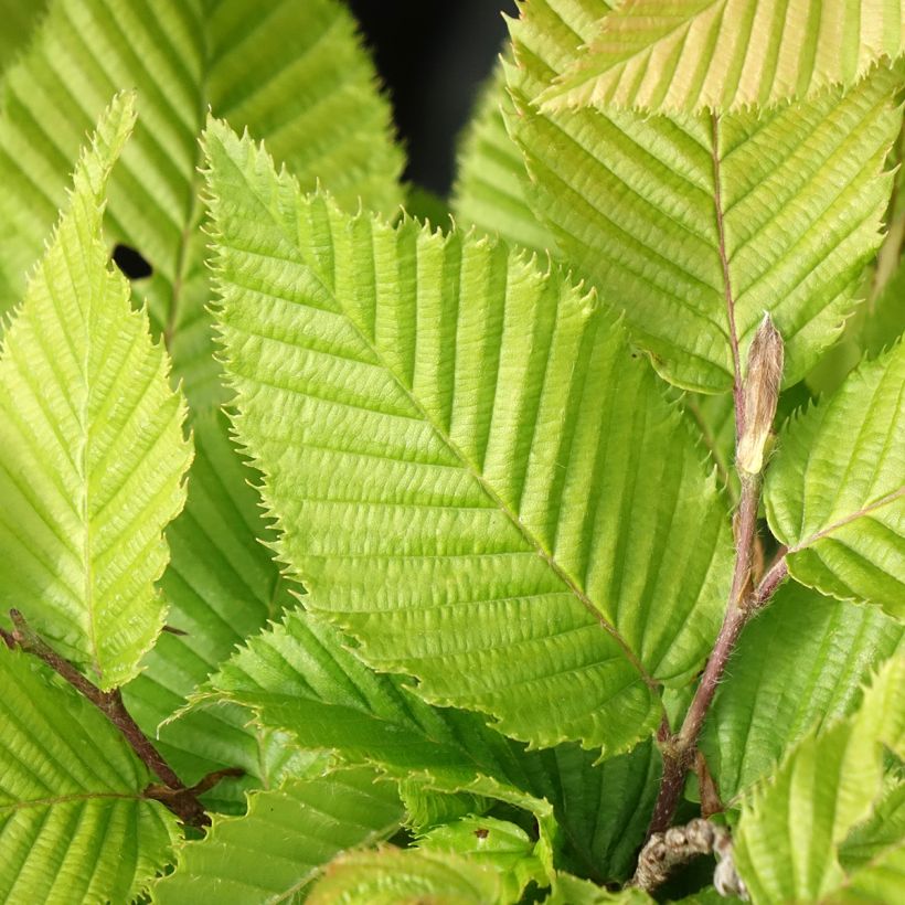 Carpinus betulus A. Beeckman - Charme commun (Foliage)