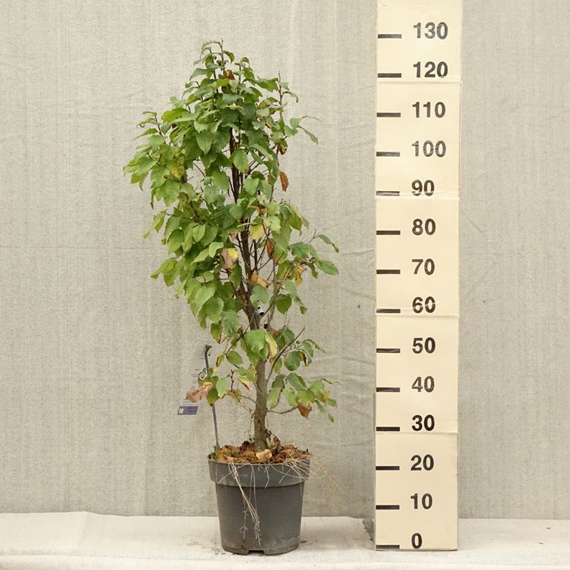 Example of Carpinus betulus Fastigiata Monument - Charme commun fastigié Pot de 6L/7L as you get in ete