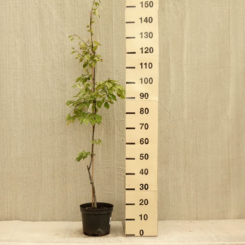 Example of Carpinus betulus Foliis Argenteovariegatis Pendula  Pot de 4L/5L as you get in ete
