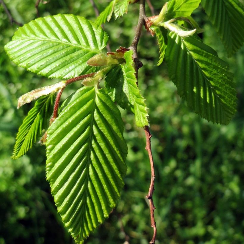 Carpinus betulus Frans Fontaine - Charme commun (Plant habit)