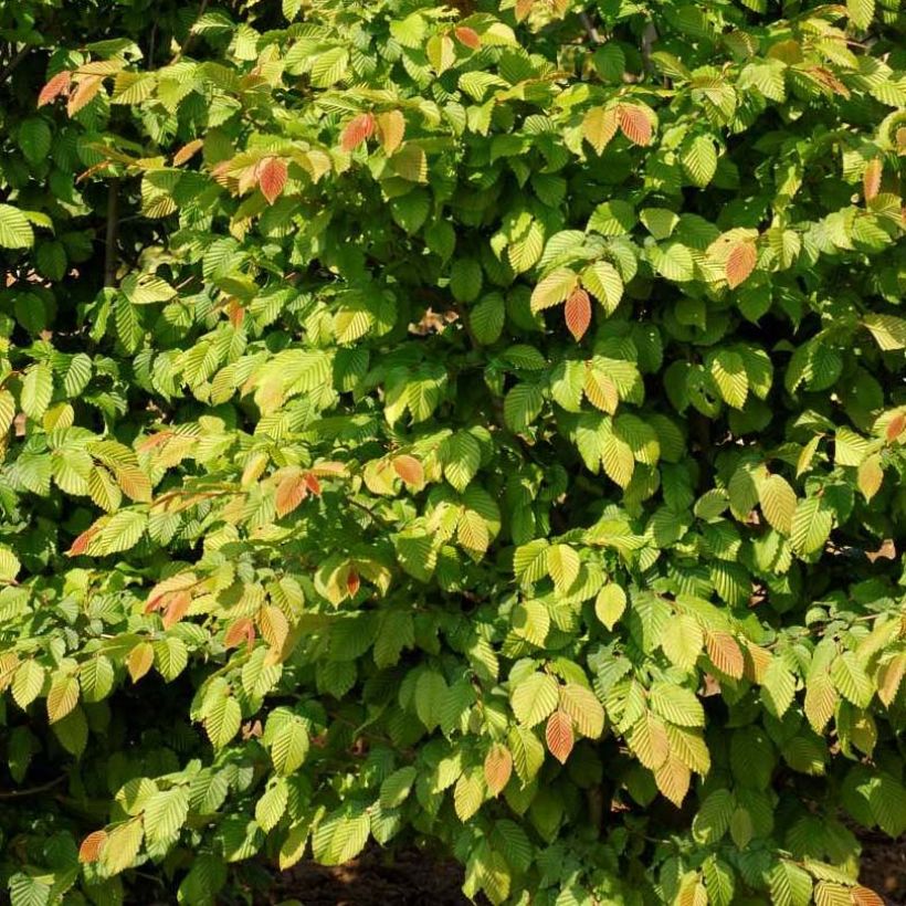 Carpinus betulus Stegemanns Primus - Charme commun (Foliage)