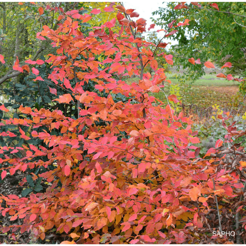 Charme commun Rockhampton Red - Carpinus betulus  (Plant habit)