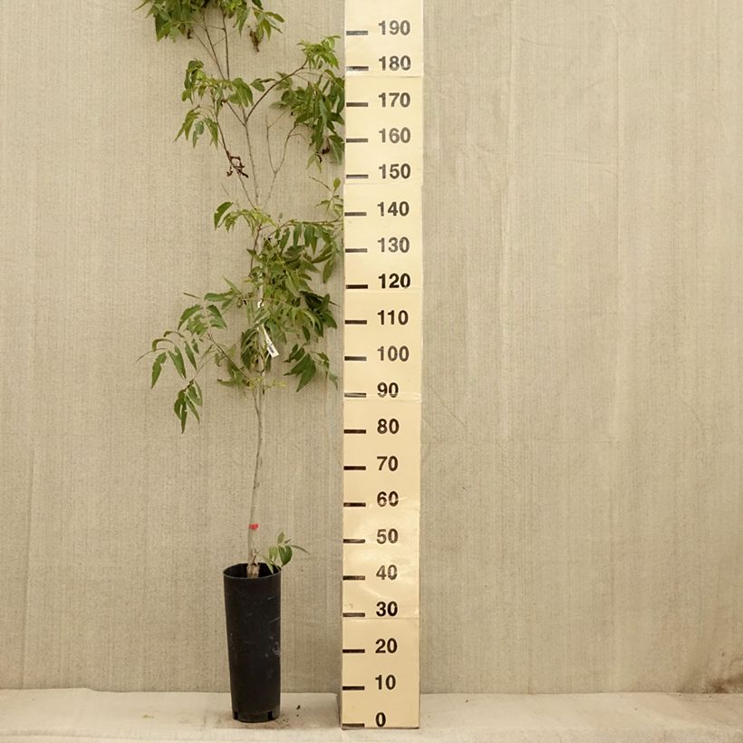 Example of Carya illinoinensis Delmas - Noix de Pécan - Pacanier Pot de 6L/7L as you get in automne