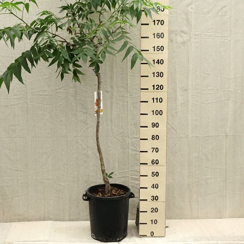 Example of Carya illinoinensis - Noix de Pécan - Pacanier Pot de 12L/15L as you get in ete