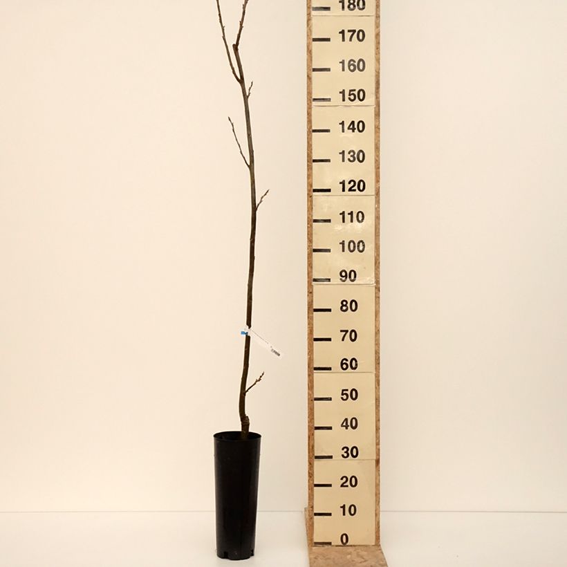 Example of Carya illinoinensis Pawnee - Noix de Pécan - Pacanier Pot de 6L/7L as you get in hiver