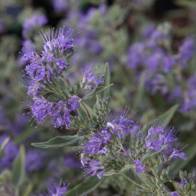 Caryopteris clandonensis Ferndown - Spirée bleue (Flowering)