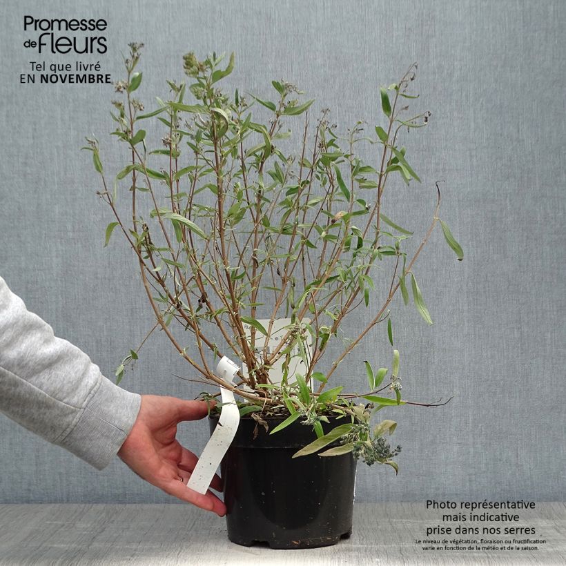 Example of Caryopteris clandonensis First Choice - Spirée bleue Pot de 2L/3L as you get in automne