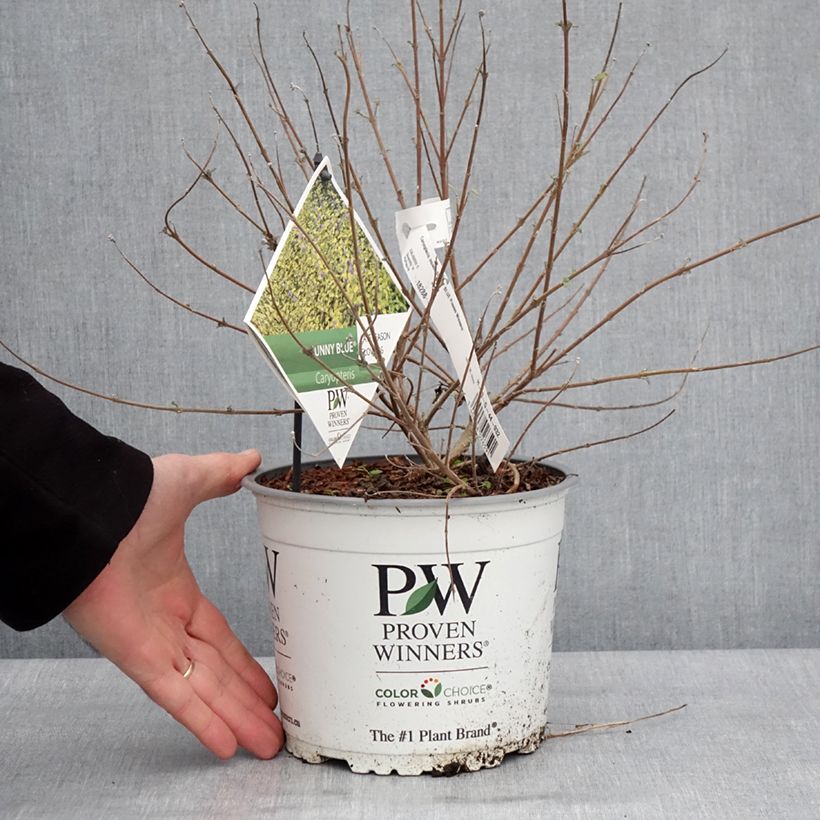Example of Caryopteris incana Sunny Blue - Spirée bleue, Barbe bleue Pot de 2L/3L as you get in hiver