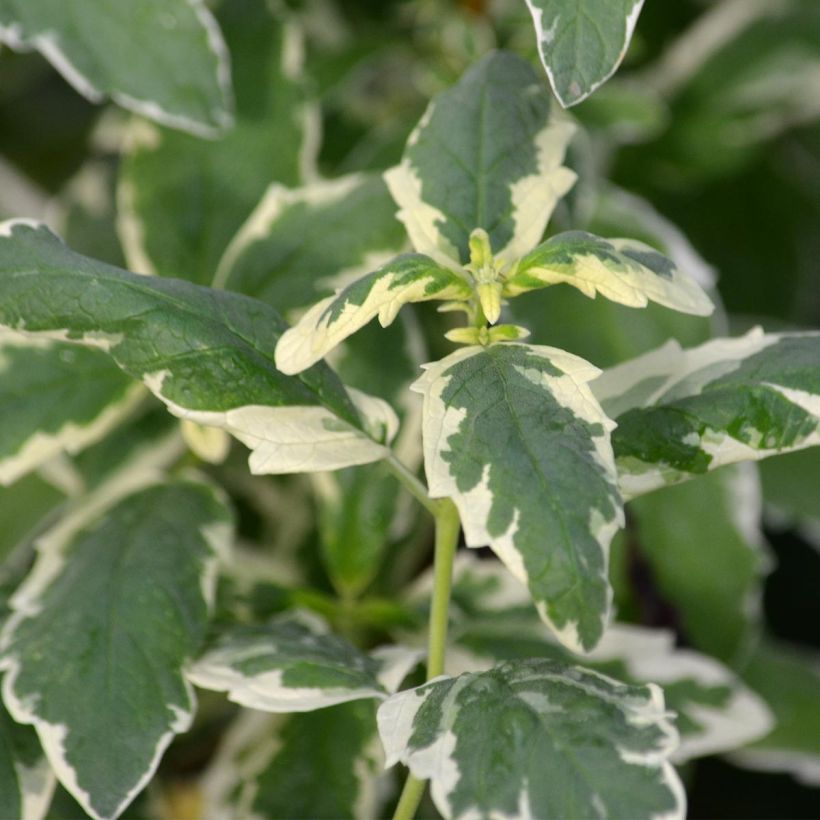 Caryopteris White Surprise - Spirée bleue, Barbe-bleue (Foliage)