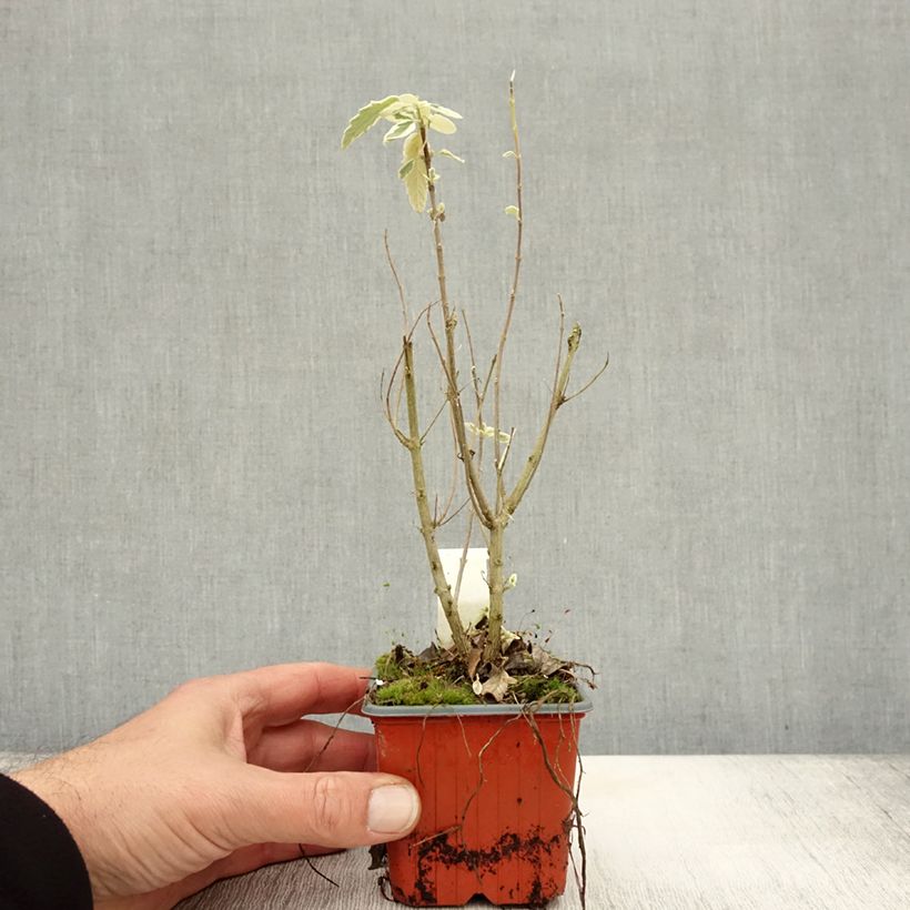 Example of Caryopteris White Surprise - Spirée bleue, Barbe-bleue Godet de 8/9 cm as you get in automne