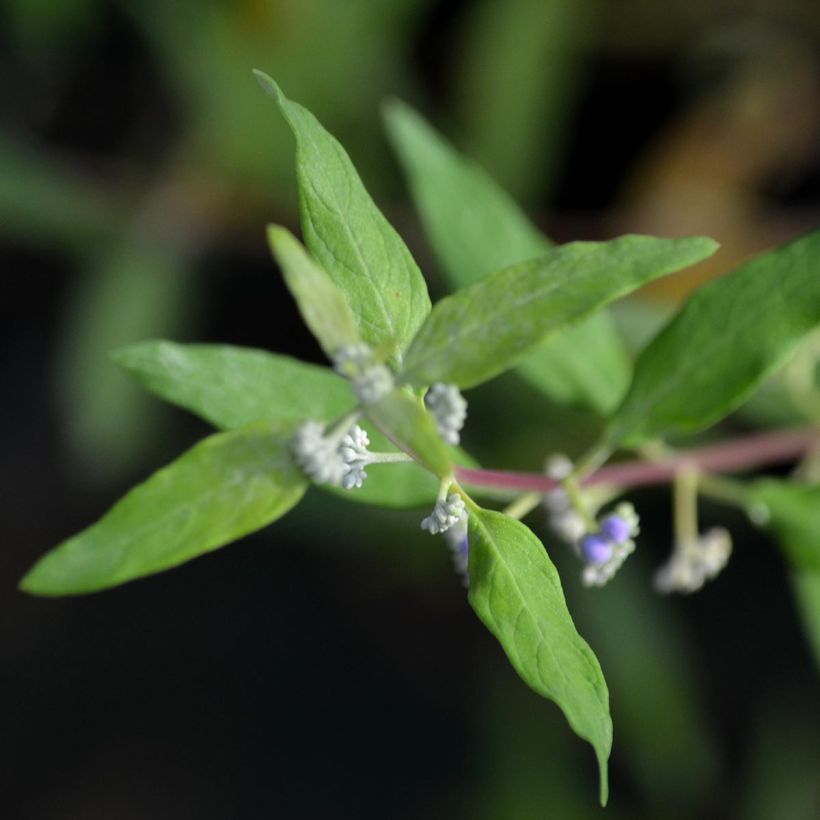 Caryopteris Worcester Gold - Spirée bleue, Barbe-bleue (Foliage)
