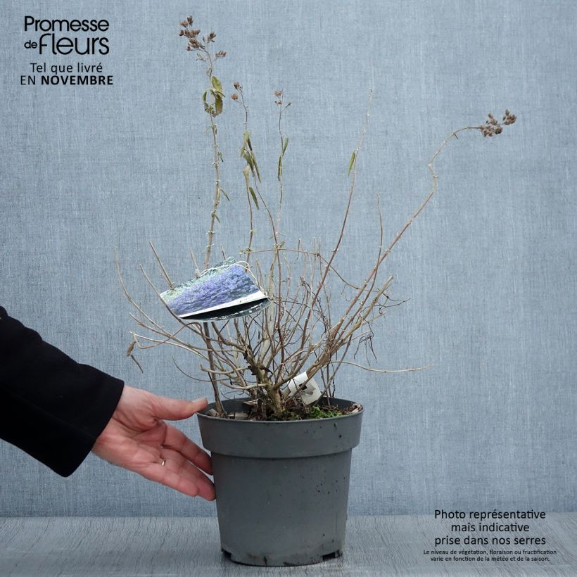 Example of Caryopteris x clandonensis Blauer Spatz (Oiseau Bleu) Pot de 3L/4L as you get in automne