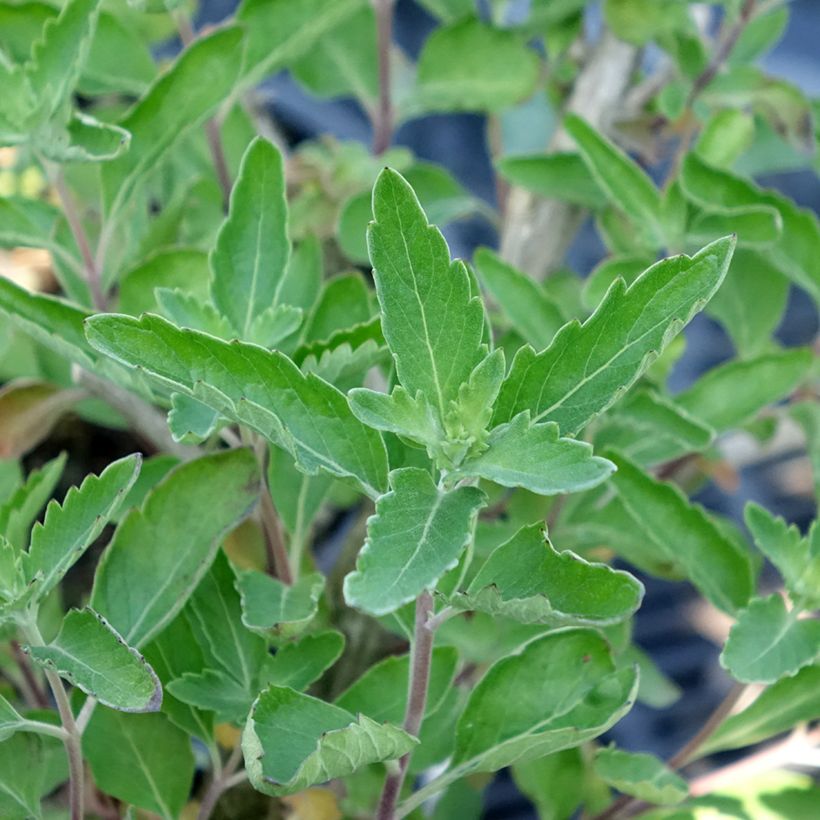 Caryopteris x clandonensis Blue Fountain (Foliage)