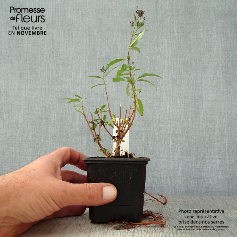 Example of Caryopteris x clandonensis Camara Dark Blue - Spirée bleue Godet de 8/9 cm as you get in automne