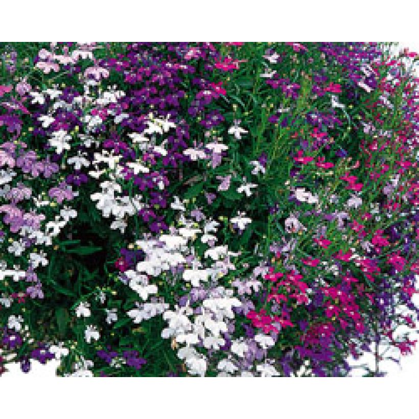 Collection Cascade de Lobélias (Flowering)