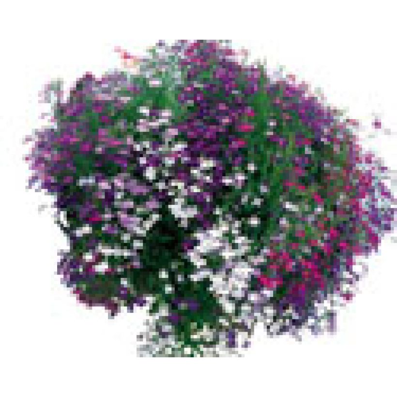 Collection Cascade de Lobélias (Plant habit)