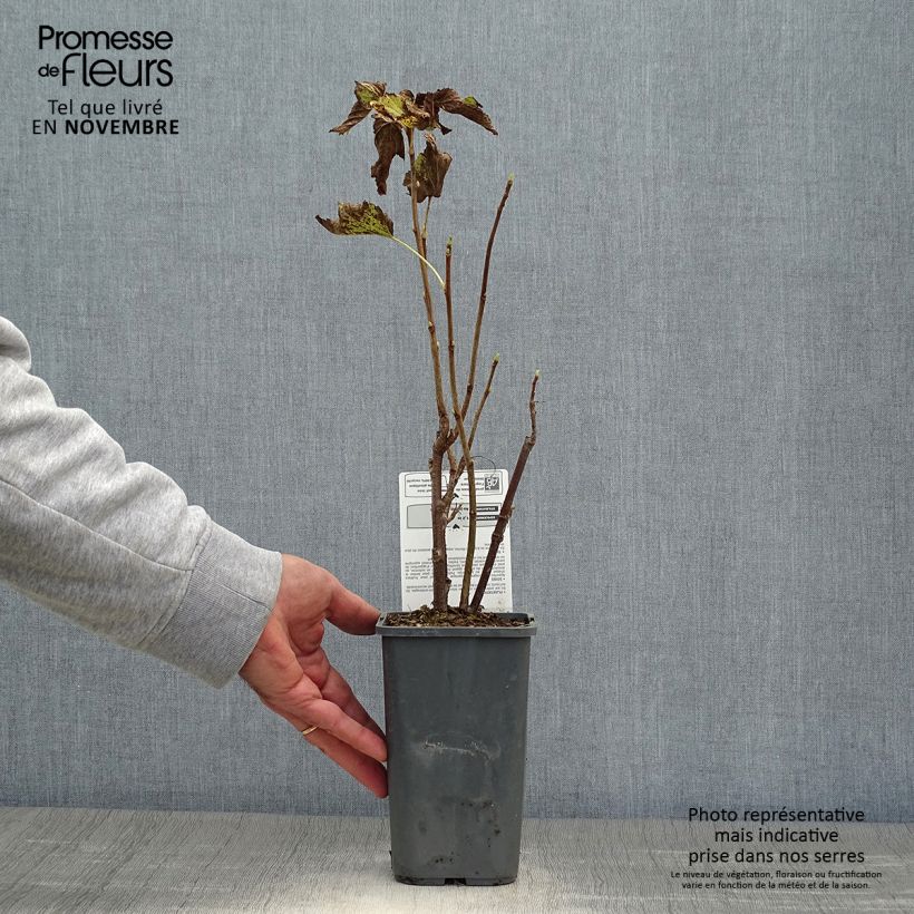 Example of Cassissier Andega Bio Pot de 1,5L/2L, Buisson as you get in automne
