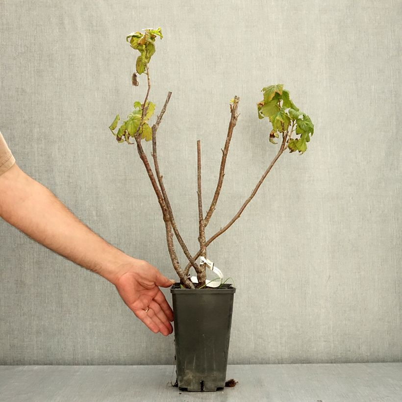 Example of Cassissier Black Down Pot de 2L/3L as you get in ete