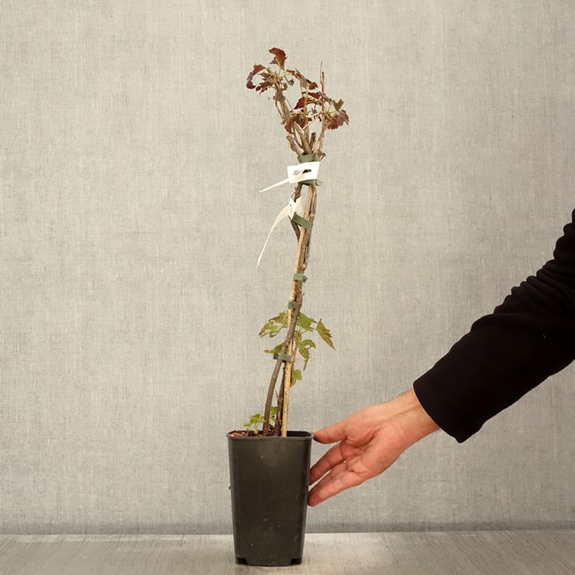 Example of Cassissier Black'n Red Premiere - Ribes nigrum Pot de 1,5L/2L, Buisson as you get in automne