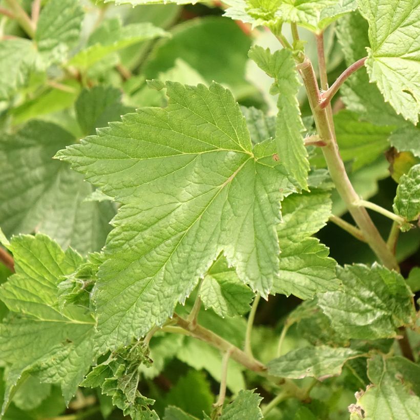 Cassissier Cassissima Blackbells (Foliage)