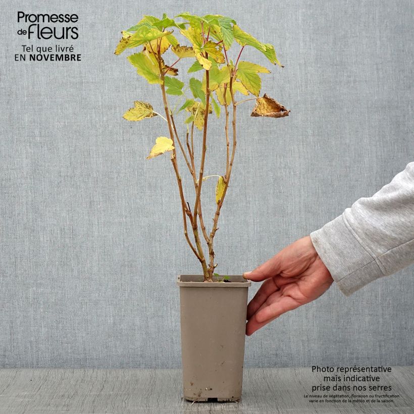 Example of Cassissier Cassissima Blackbells Pot de 1,5L/2L as you get in automne