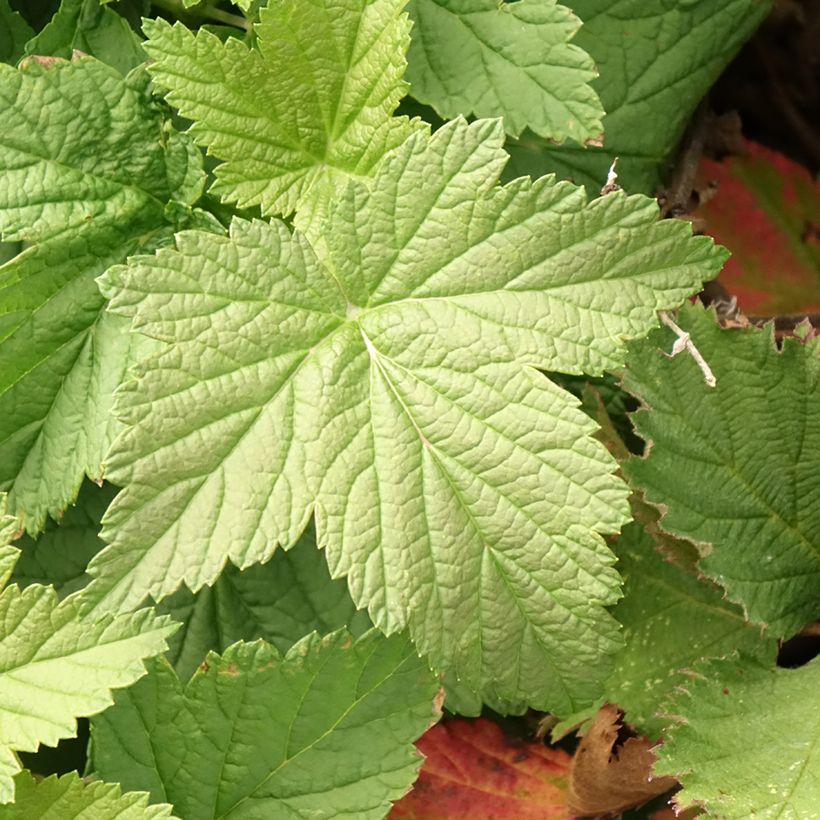 Cassissier Cassissima Green Life (Foliage)