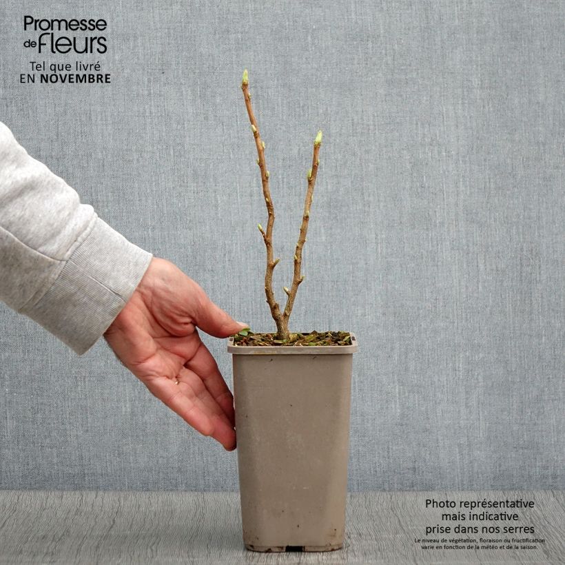 Example of Cassissier Cassissima Green Life Pot de 1,5L/2L as you get in automne