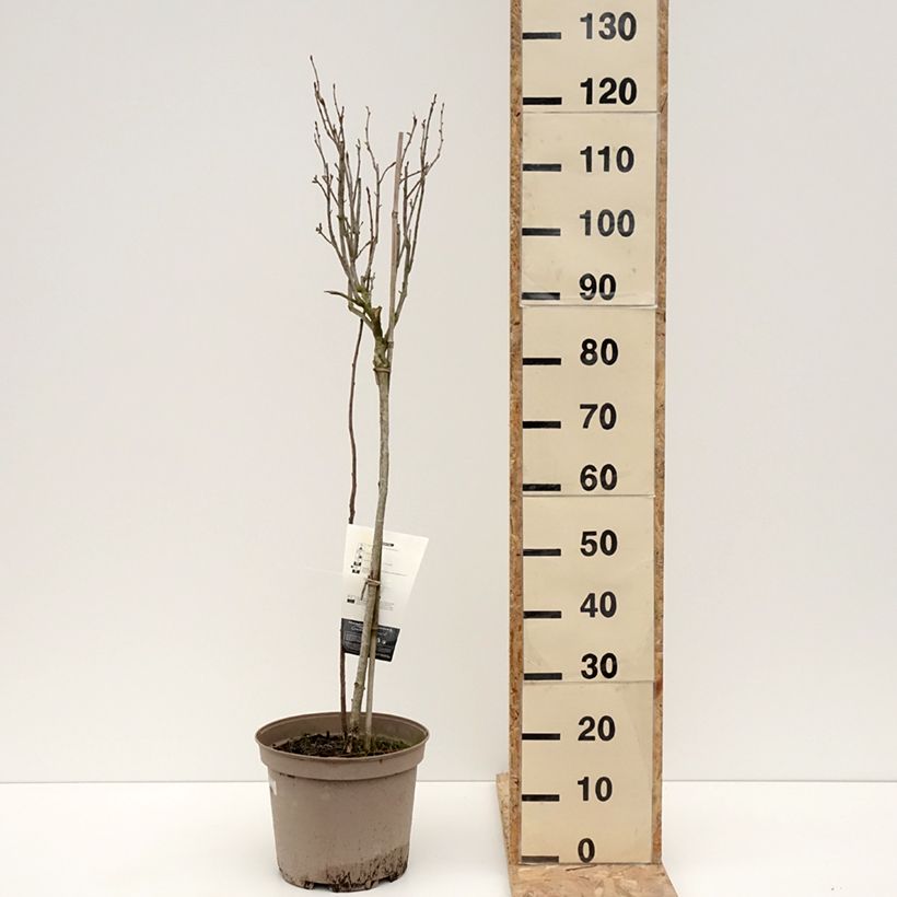Example of Cassissier Delbard Robusta - Ribes nigrum Pot de 7,5L/10L, 1/4 de tige as you get in hiver