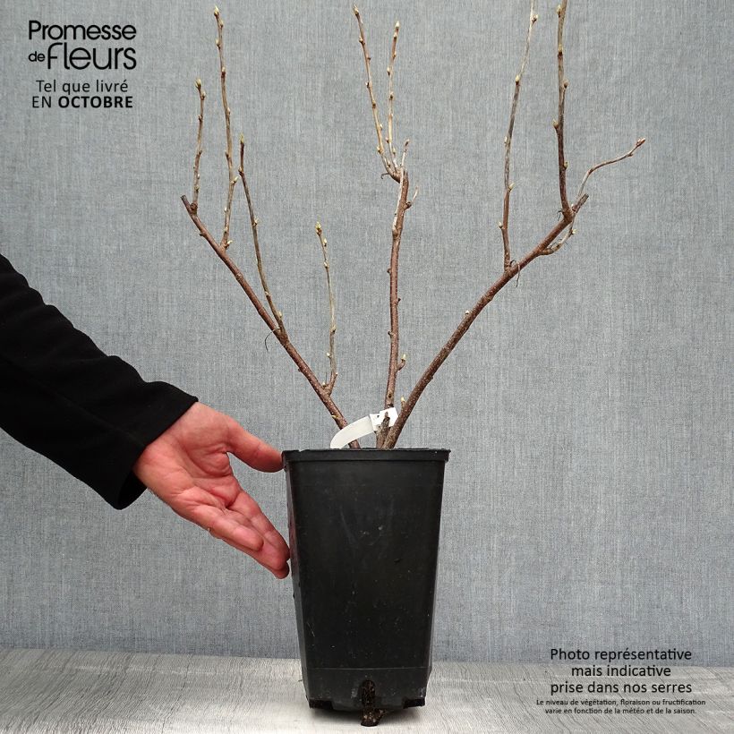 Example of Cassissier Géant de Boskoop Pot de 1,5L/2L as you get in automne