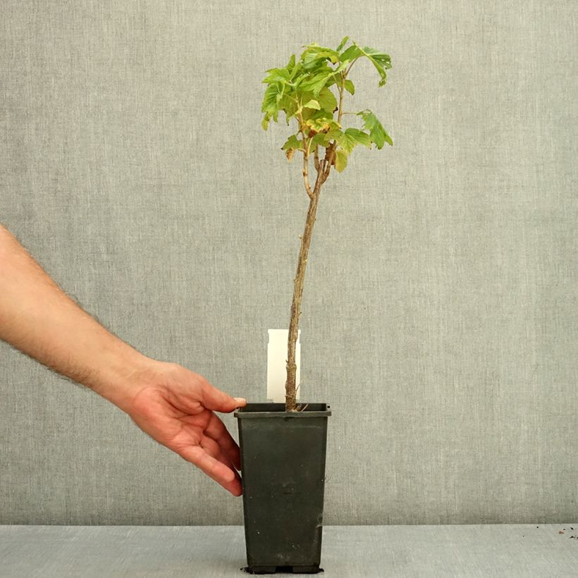 Example of Cassissier Noir de Bourgogne Pot de 1,5L/2L, Buisson as you get in ete