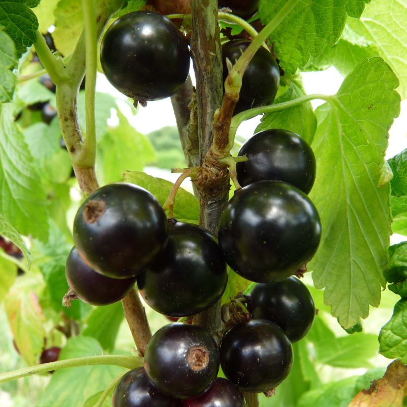 Cassissier Noiroma (Harvest)