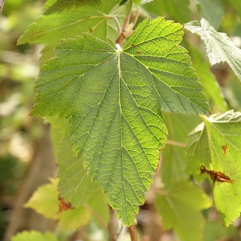 Cassissier Ojebyn - Ribes nigrum (Foliage)