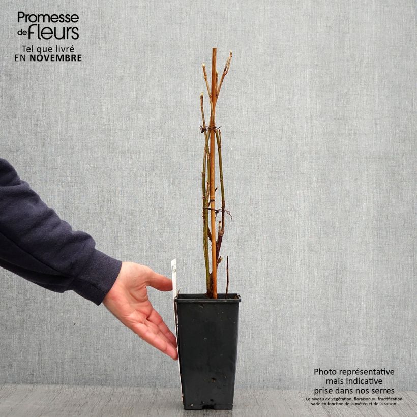 Example of Cassissier Titania Pot de 1,5L/2L, Buisson as you get in automne