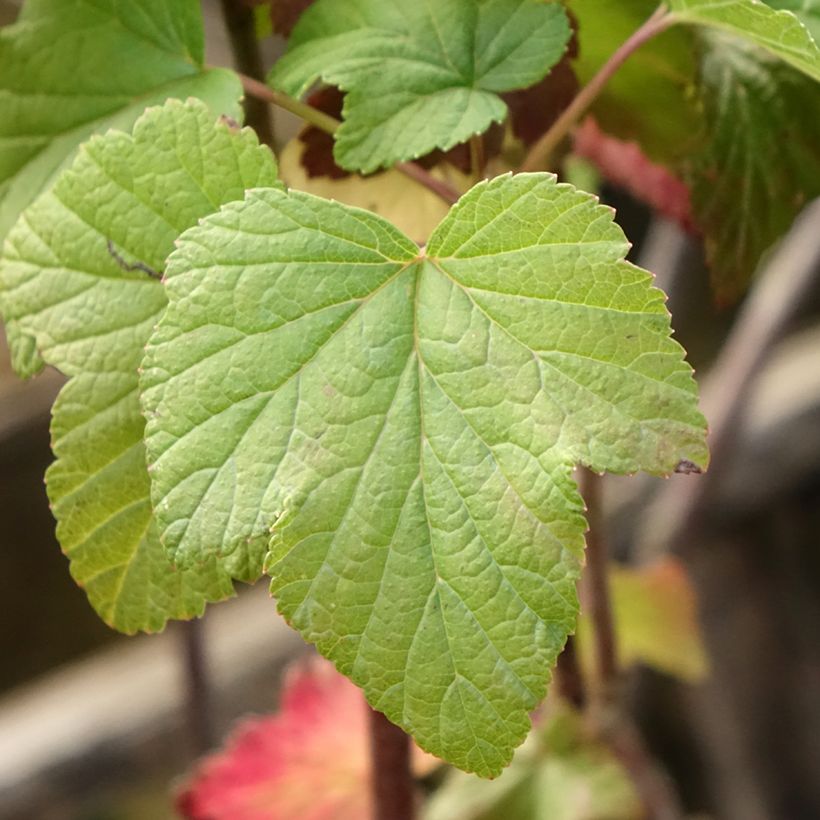 Cassissier Titania (Foliage)