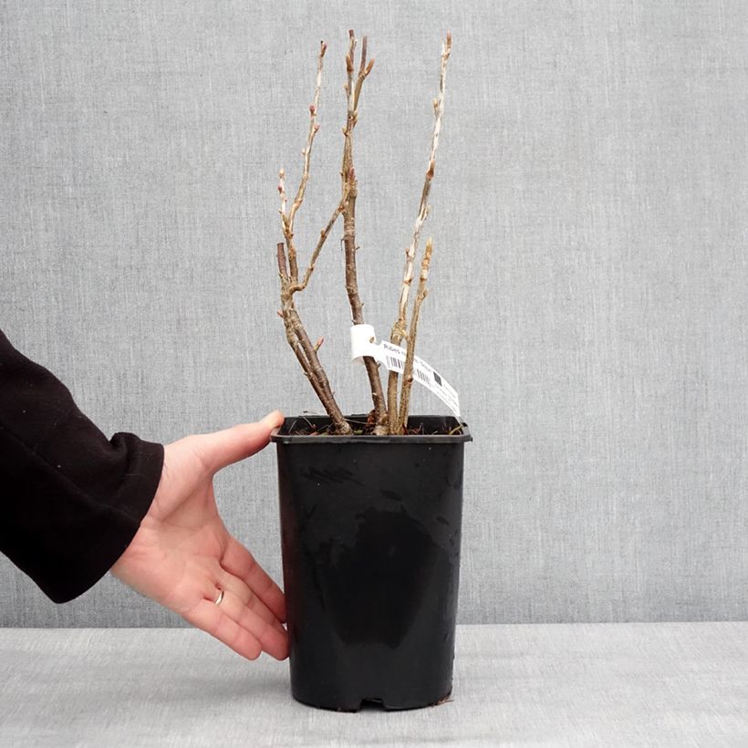 Example of Cassissier Triton Pot de 2L/3L, Touffe as you get in hiver