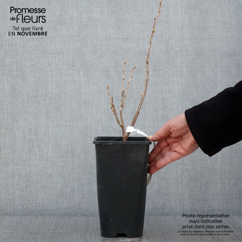 Example of Cassissier Troll - Ribes nigrum Pot de 2L/3L, Buisson as you get in automne