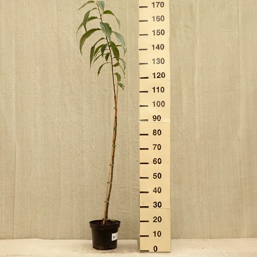 Example of Castanea sativa Albomarginata - Châtaignier panaché Pot de 7,5L/10L as you get in ete