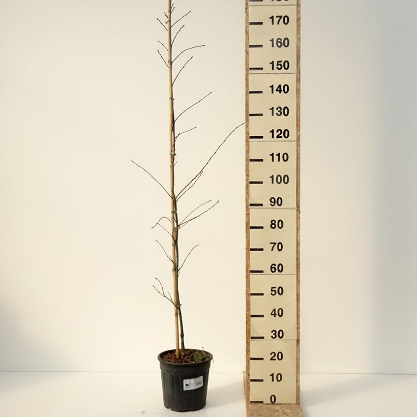 Example of Castanea sativa Aspleniifolia - Châtaignier à feuille de fougère Pot de 7,5L/10L, Tige as you get in hiver