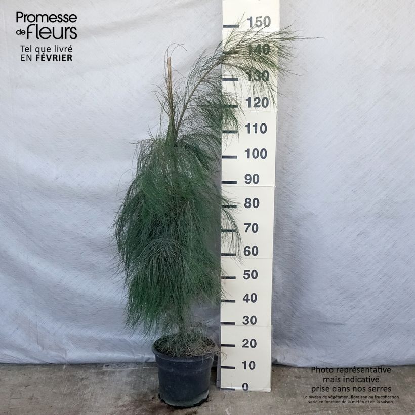 Example of Casuarina equisetifolia - Filao, Pin australien Pot de 7,5L/10L as you get in hiver