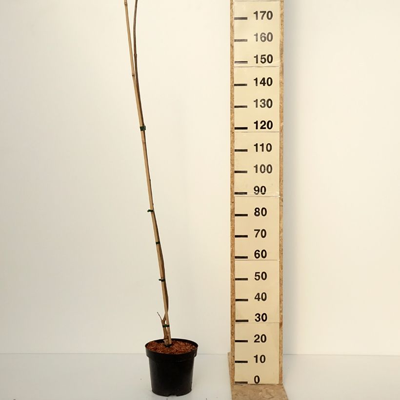 Example of Catalpa ovata Slender Silhouette - Catalpa de Chine Pot de 7,5L/10L as you get in hiver