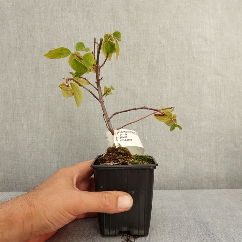 Example of Ceanothe Gloire de Versailles - Ceanothus delilianus Godet de 8/9 cm as you get in ete