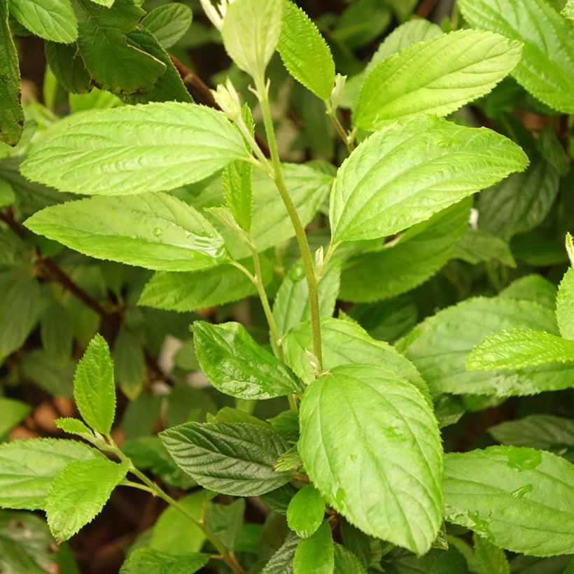 Céanothe Henri Desfossé - Lilas de Californie (Foliage)