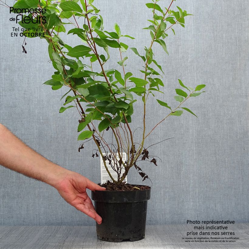 Example of Céanothe pallidus Marie Rose - Lilas de Californie Pot de 3L/4L as you get in automne