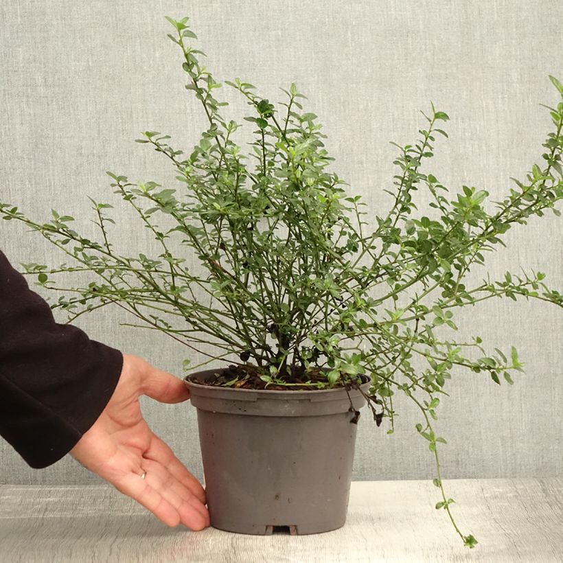 Example of Céanothe Snow Flurries - Lilas de Californie Pot de 2L/3L as you get in automne