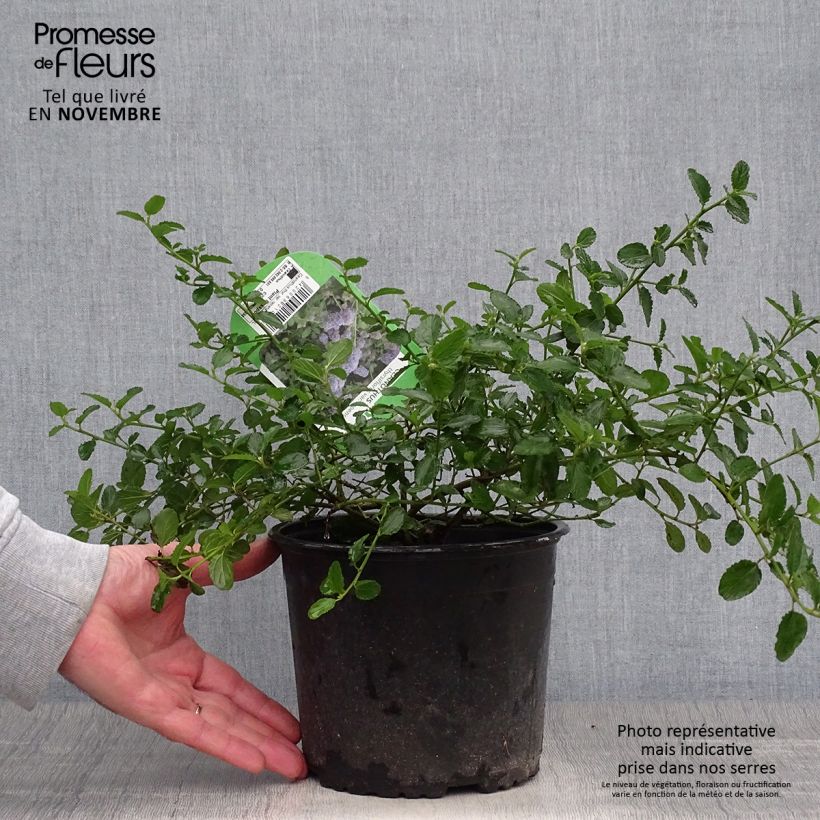 Example of Ceanothus thyrsiflorus repens - Lilas de Californie Pot de 2L/3L as you get in automne