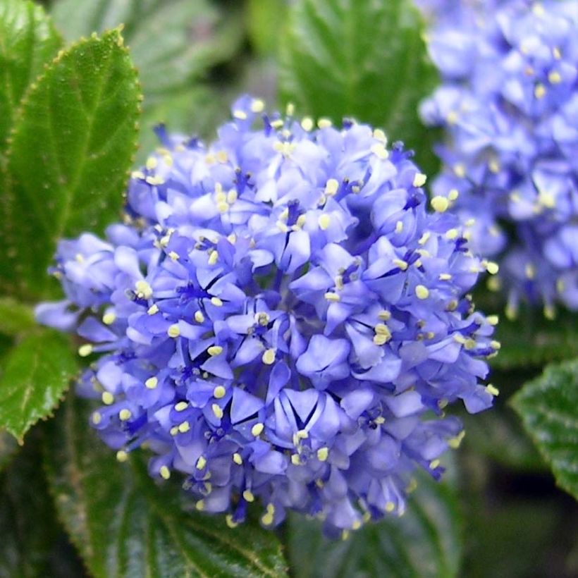 Ceanothus thyrsiflorus repens - Lilas de Californie (Flowering)
