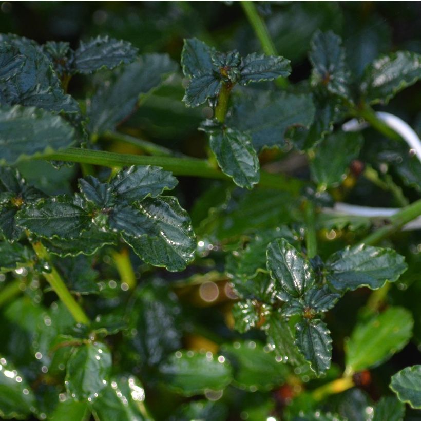 Ceanothus thyrsiflorus repens - Lilas de Californie (Foliage)