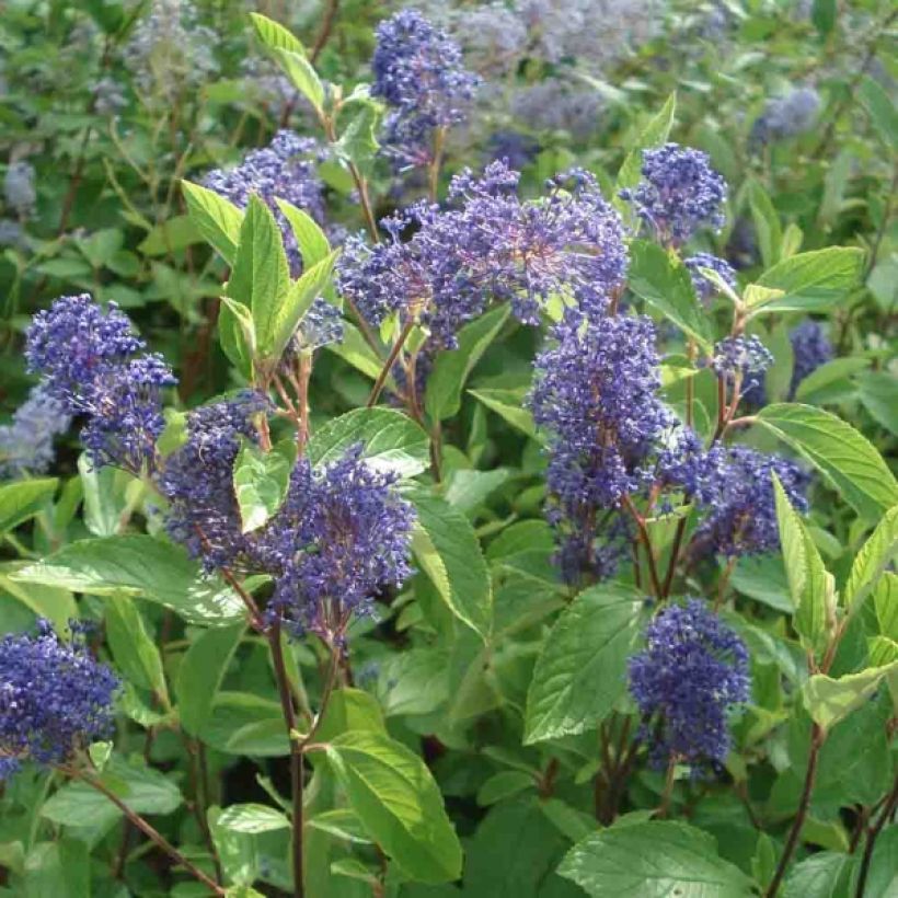 Céanothe Henri Desfossé - Lilas de Californie (Flowering)
