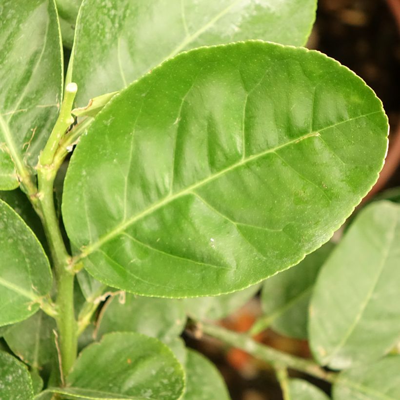 Cédratier - Citrus medica (Foliage)